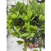 Laurus nobilis, Bobkový list 150 cm