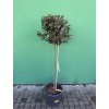 Laurus nobilis, Bobkový list 150 cm