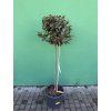 Laurus nobilis, Bobkový list 170 cm