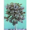 Laurus nobilis, Bobkový list 150 cm
