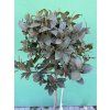 Laurus nobilis, Bobkový list 170 cm