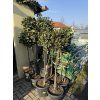 Laurus nobilis, Bobkový list 170 cm