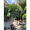 Grepovník , citrus paradisi. 160 cm