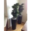 Dracaena Compacta + Lechuza rondo 30