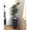 Dracaena Compacta + Lechuza rondo 30