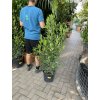 Laurus nobilis , Bobkový list, Vavřín vznešený 120 cm