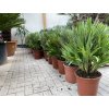 Chamaerops humilis vulcano, 60cm