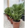 Chamaerops humilis vulcano, 60cm