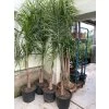 Syagrus romanzoffianum 200 cm