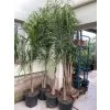 Syagrus romanzoffianum 200 cm