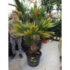 Pritchardia hillebrandii, palma, původ palmy Španělsko. 160-180 cm