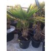 Pritchardia hillebrandii, palma, původ palmy Španělsko. 160-180 cm