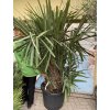 Rhapidophyllum hystrix, mrazuvzdorná palma, 180 cm