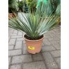 Yucca Rostrata, původ rostliny Španělsko  30 cm