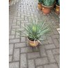 Yucca Rostrata, původ rostliny Španělsko  30 cm