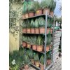 Yucca Rostrata, původ rostliny Španělsko  30 cm