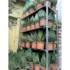 Yucca Rostrata, původ rostliny Španělsko  30 cm