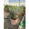 Yucca Rostrata, původ rostliny Španělsko  30 cm