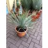 Yucca Rostrata, původ rostliny Španělsko  30 cm