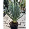 Yucca gloriosa, juka, 50 cm