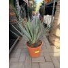 Yucca gloriosa, juka, 60 cm