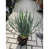 Yucca gloriosa, juka, 50 cm