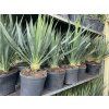 Yucca gloriosa, juka, 60 cm