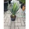 Yucca gloriosa, juka, 50 cm