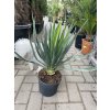 Yucca gloriosa, juka, 50 cm