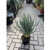 Yucca gloriosa, juka, 50 cm