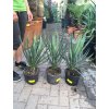 Yucca gloriosa, juka, 50 cm