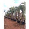 Butia capitata , palma , původ palmy Španělsko. 450 cm