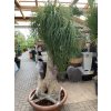 Beaucarnea guatemalensis,  250 cm