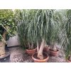 Beaucarnea guatemalensis,  250 cm