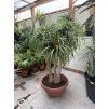 Beaucarnea guatemalensis,  160 cm
