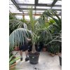 Howea forsteriana 200 cm, jeden kmen