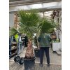 Washingtonia robusta  300 cm