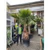 Washingtonia robusta  300 cm