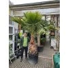 Washingtonia robusta  270 cm