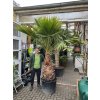 Washingtonia robusta  300 cm