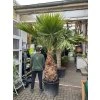 Washingtonia robusta  270 cm