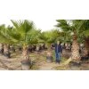 Washingtonia robusta  270 cm