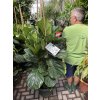 Ficus Lyrata, původ rostliny Španělsko. 170 cm