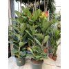 Ficus Lyrata, původ rostliny Španělsko. 160 cm