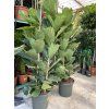Ficus Lyrata, původ rostliny Španělsko. 200 cm