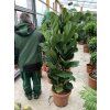 Ficus Lyrata, původ rostliny Španělsko. 160 cm