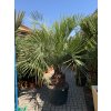 Butia eriospatha , palma , původ palmy Španělsko. 220 cm, mrazuodolnost max -5°C!!