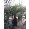 Butia eriospatha 190 cm