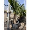 Trithrinax brasiliensis, palma, původ palmy Španělsko. 210 cm