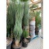 Yucca elephantipes, juka, původ rostliny Španělsko. 250 cm